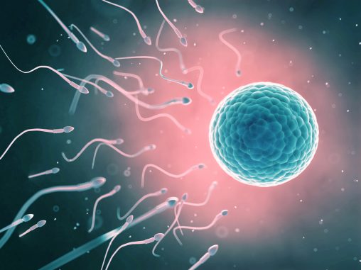 Fertilidad