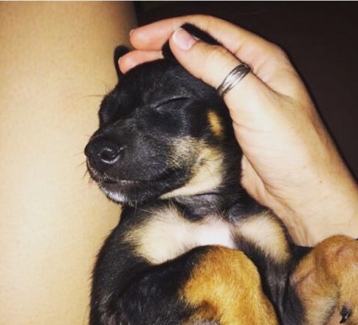Perrito bebé